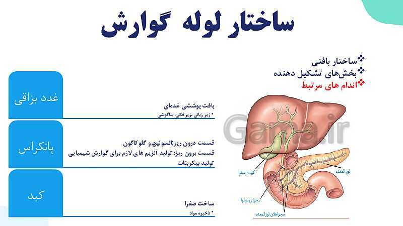 پاورپوینت گفتار 1 فصل 2 زیست دهم: ساختار و عملکرد لوله گوارش- پیش نمایش