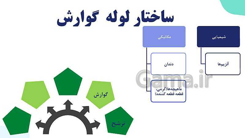 پاورپوینت گفتار 1 فصل 2 زیست دهم: ساختار و عملکرد لوله گوارش- پیش نمایش