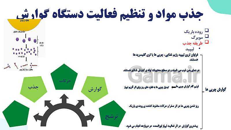 پاورپوینت گفتار 2 فصل 2 زیست دهم: جذب مواد و تنظیم فعالیت دستگاه گوارش- پیش نمایش