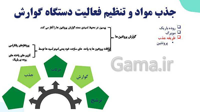 پاورپوینت گفتار 2 فصل 2 زیست دهم: جذب مواد و تنظیم فعالیت دستگاه گوارش- پیش نمایش