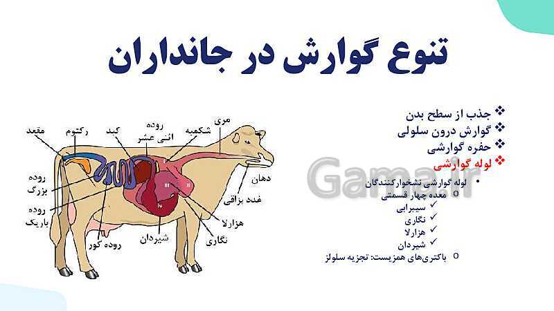 پاورپوینت گفتار 3 فصل 2 زیست دهم: تنوع گوارش در جانداران- پیش نمایش