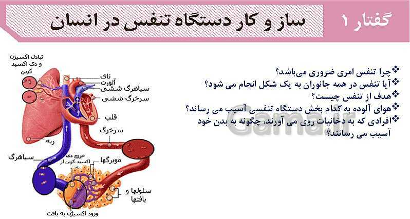 پاورپوینت گفتار 1 فصل 3 زیست دهم: ساز و کار دستگاه تنفس در انسان- پیش نمایش