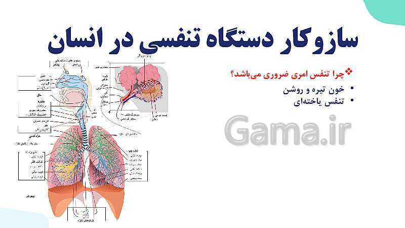 پاورپوینت گفتار 1 فصل 3 زیست دهم: ساز و کار دستگاه تنفس در انسان- پیش نمایش