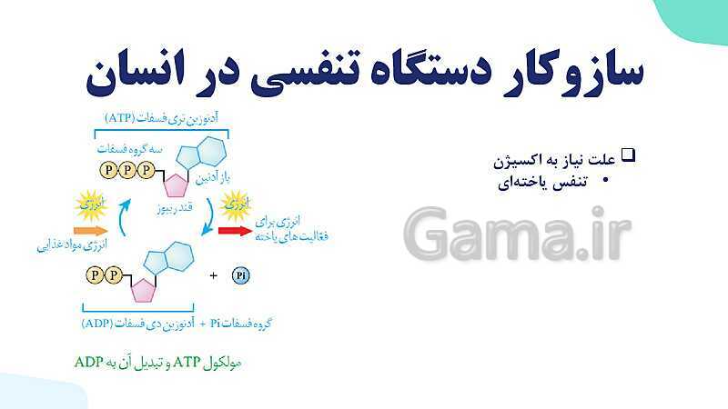 پاورپوینت گفتار 1 فصل 3 زیست دهم: ساز و کار دستگاه تنفس در انسان- پیش نمایش