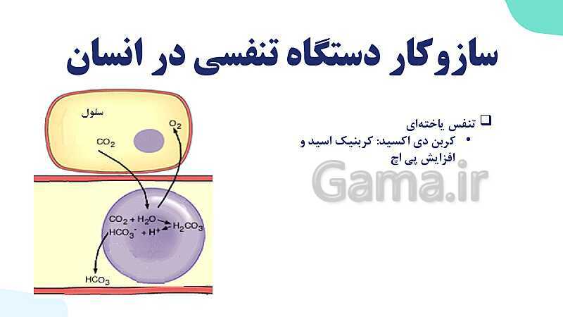 پاورپوینت گفتار 1 فصل 3 زیست دهم: ساز و کار دستگاه تنفس در انسان- پیش نمایش