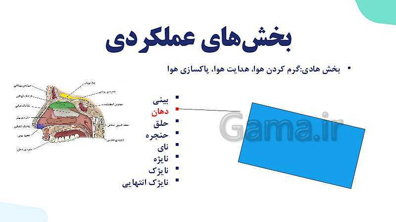 پاورپوینت گفتار 1 فصل 3 زیست دهم: ساز و کار دستگاه تنفس در انسان- پیش نمایش