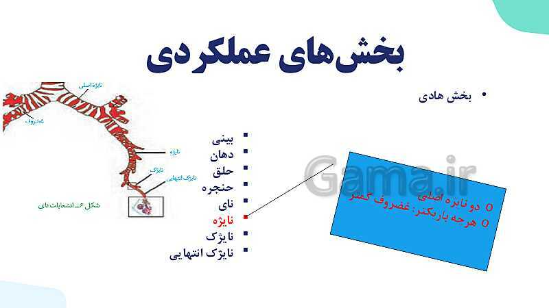 پاورپوینت گفتار 1 فصل 3 زیست دهم: ساز و کار دستگاه تنفس در انسان- پیش نمایش