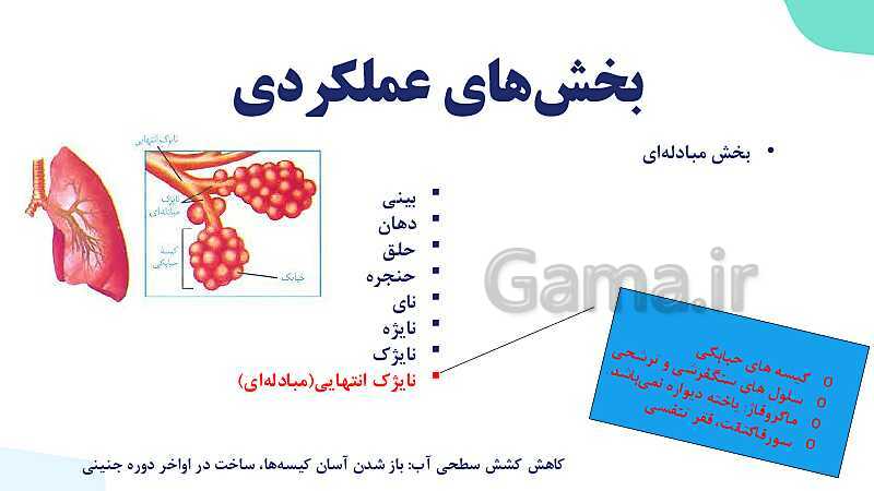 پاورپوینت گفتار 1 فصل 3 زیست دهم: ساز و کار دستگاه تنفس در انسان- پیش نمایش