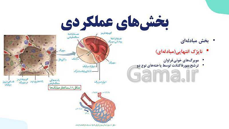 پاورپوینت گفتار 1 فصل 3 زیست دهم: ساز و کار دستگاه تنفس در انسان- پیش نمایش