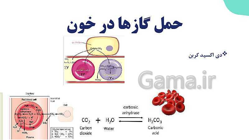 پاورپوینت گفتار 1 فصل 3 زیست دهم: ساز و کار دستگاه تنفس در انسان- پیش نمایش