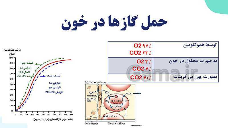 پاورپوینت گفتار 1 فصل 3 زیست دهم: ساز و کار دستگاه تنفس در انسان- پیش نمایش