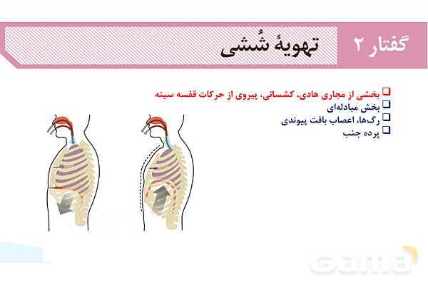 پاورپوینت گفتار 2 فصل 3 زیست دهم: تهویه ششی- پیش نمایش
