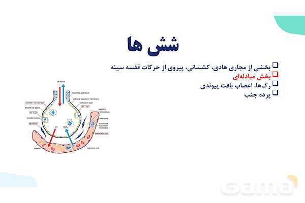 پاورپوینت گفتار 2 فصل 3 زیست دهم: تهویه ششی- پیش نمایش