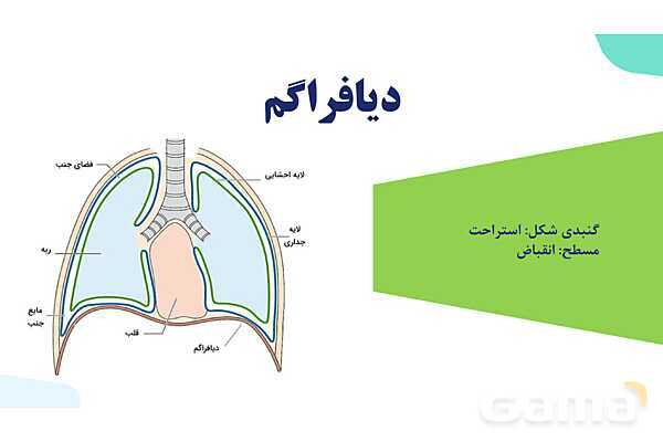 پاورپوینت گفتار 2 فصل 3 زیست دهم: تهویه ششی- پیش نمایش