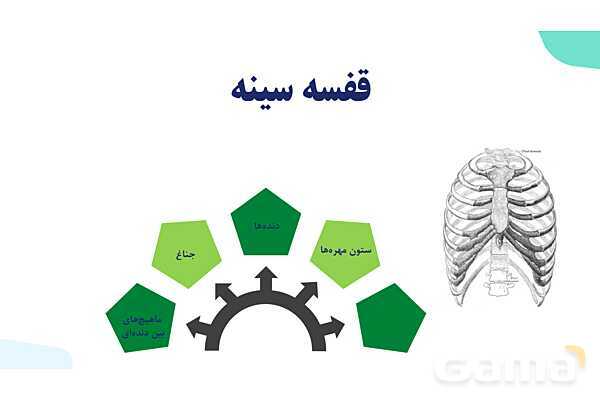 پاورپوینت گفتار 2 فصل 3 زیست دهم: تهویه ششی- پیش نمایش