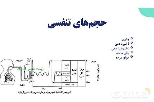 پاورپوینت گفتار 2 فصل 3 زیست دهم: تهویه ششی- پیش نمایش