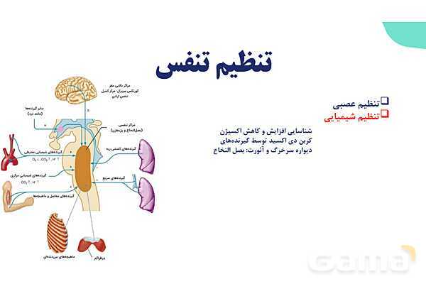 پاورپوینت گفتار 2 فصل 3 زیست دهم: تهویه ششی- پیش نمایش