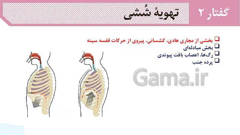 پاورپوینت گفتار 2 فصل 3 زیست دهم: تهویه ششی- پیش نمایش