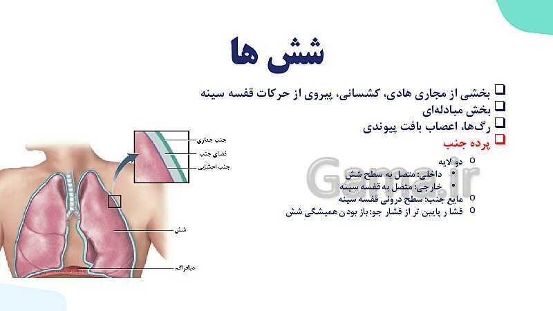 پاورپوینت گفتار 2 فصل 3 زیست دهم: تهویه ششی- پیش نمایش