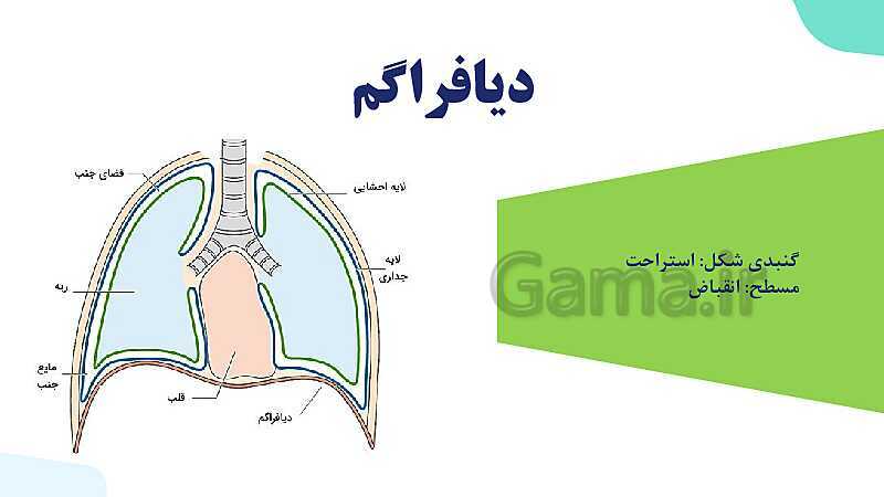 پاورپوینت گفتار 2 فصل 3 زیست دهم: تهویه ششی- پیش نمایش