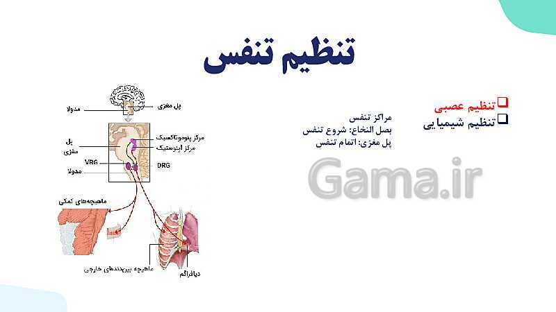 پاورپوینت گفتار 2 فصل 3 زیست دهم: تهویه ششی- پیش نمایش