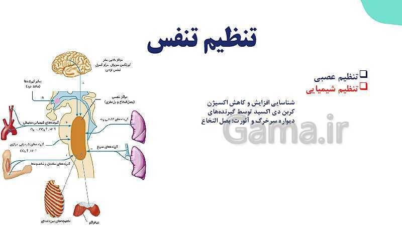 پاورپوینت گفتار 2 فصل 3 زیست دهم: تهویه ششی- پیش نمایش