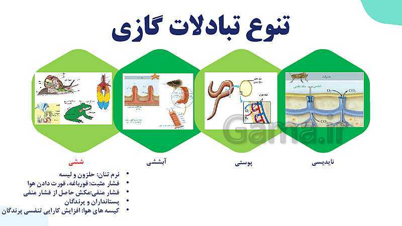 پاورپوینت گفتار 3 فصل 3 زیست دهم: تنوع تبادلات گازی- پیش نمایش