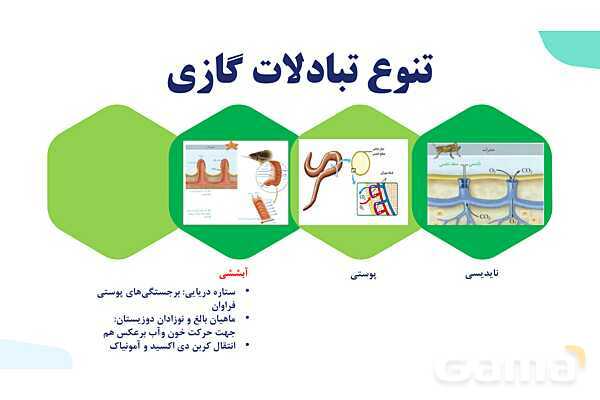 پاورپوینت گفتار 3 فصل 3 زیست دهم: تنوع تبادلات گازی- پیش نمایش