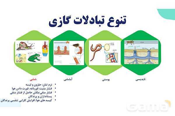 پاورپوینت گفتار 3 فصل 3 زیست دهم: تنوع تبادلات گازی- پیش نمایش