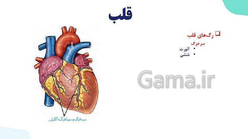 پاورپوینت گفتار 1 فصل 4 زیست دهم: قلب- پیش نمایش