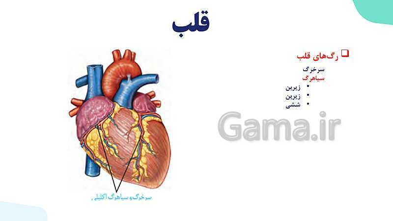 پاورپوینت گفتار 1 فصل 4 زیست دهم: قلب- پیش نمایش