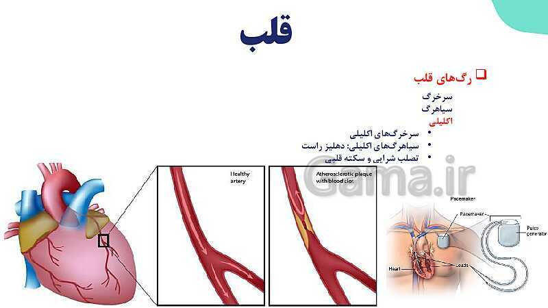 پاورپوینت گفتار 1 فصل 4 زیست دهم: قلب- پیش نمایش