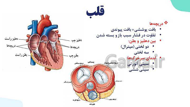 پاورپوینت گفتار 1 فصل 4 زیست دهم: قلب- پیش نمایش