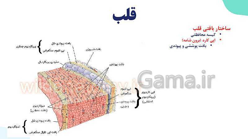 پاورپوینت گفتار 1 فصل 4 زیست دهم: قلب- پیش نمایش