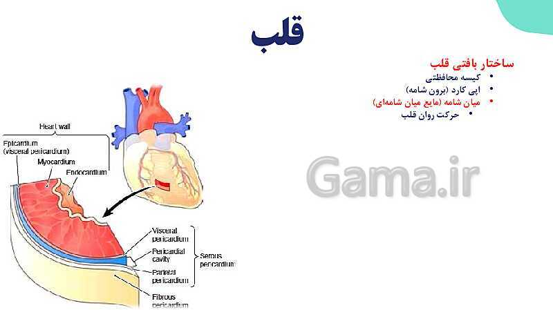 پاورپوینت گفتار 1 فصل 4 زیست دهم: قلب- پیش نمایش