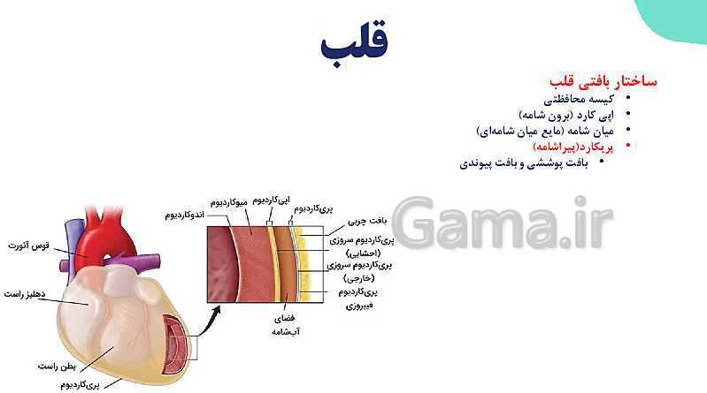 پاورپوینت گفتار 1 فصل 4 زیست دهم: قلب- پیش نمایش