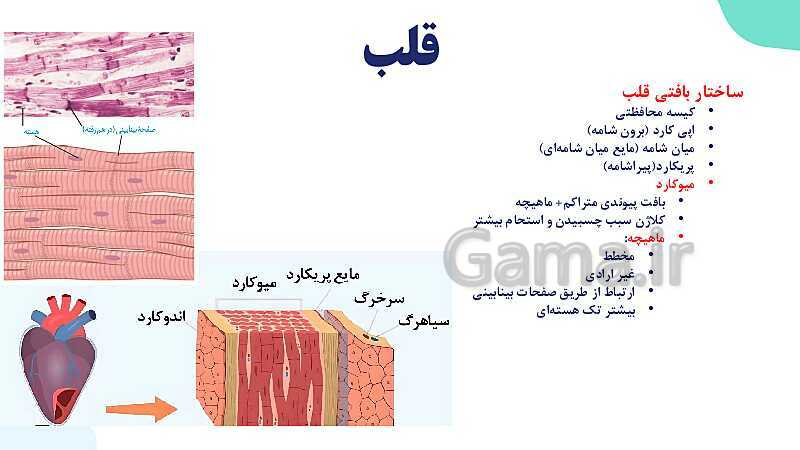 پاورپوینت گفتار 1 فصل 4 زیست دهم: قلب- پیش نمایش