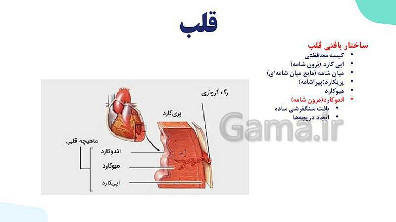 پاورپوینت گفتار 1 فصل 4 زیست دهم: قلب- پیش نمایش