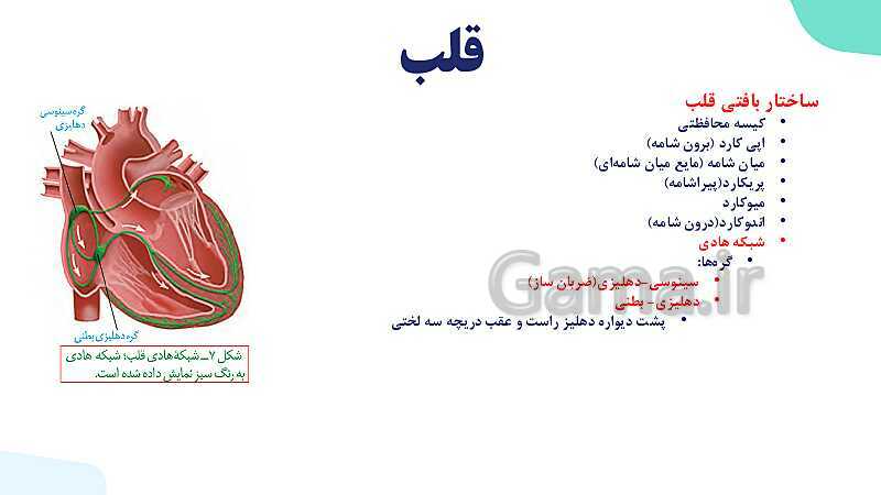 پاورپوینت گفتار 1 فصل 4 زیست دهم: قلب- پیش نمایش