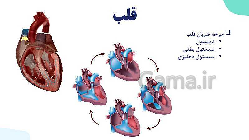 پاورپوینت گفتار 1 فصل 4 زیست دهم: قلب- پیش نمایش