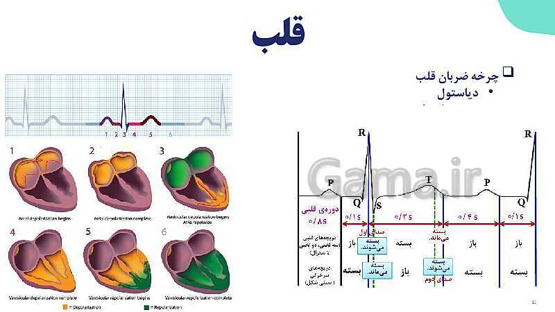 پاورپوینت گفتار 1 فصل 4 زیست دهم: قلب- پیش نمایش