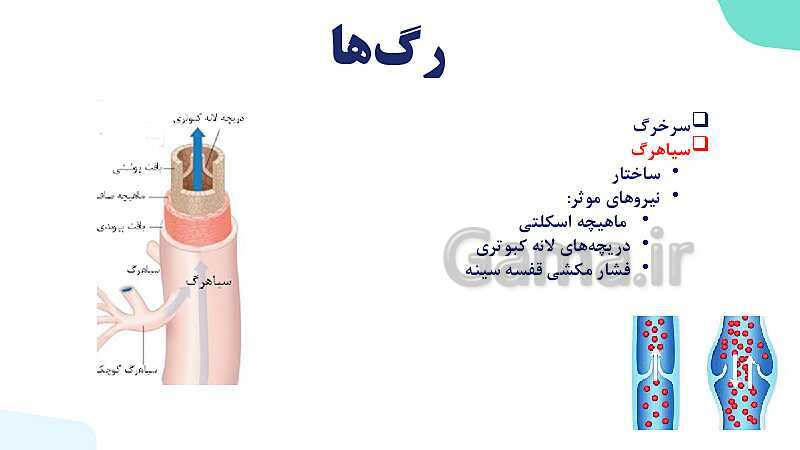 پاورپوینت گفتار 2 فصل 4 زیست دهم: رگ ها- پیش نمایش