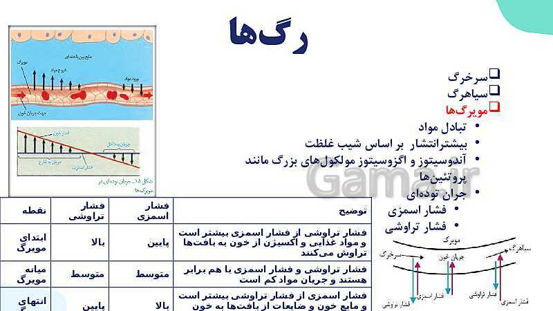 پاورپوینت گفتار 2 فصل 4 زیست دهم: رگ ها- پیش نمایش