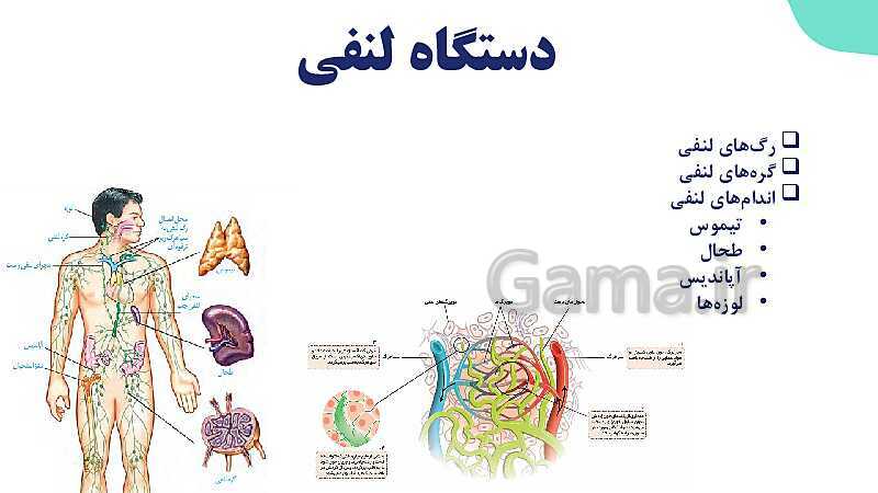 پاورپوینت گفتار 2 فصل 4 زیست دهم: رگ ها- پیش نمایش