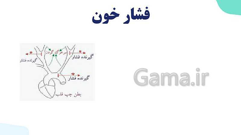 پاورپوینت گفتار 2 فصل 4 زیست دهم: رگ ها- پیش نمایش