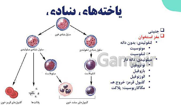 پاورپوینت گفتار 3 فصل 4 زیست دهم: خون- پیش نمایش