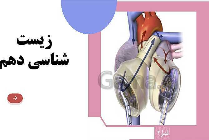 پاورپوینت گفتار 4 فصل 4 زیست دهم: تنوع گردش مواد در جانداران- پیش نمایش