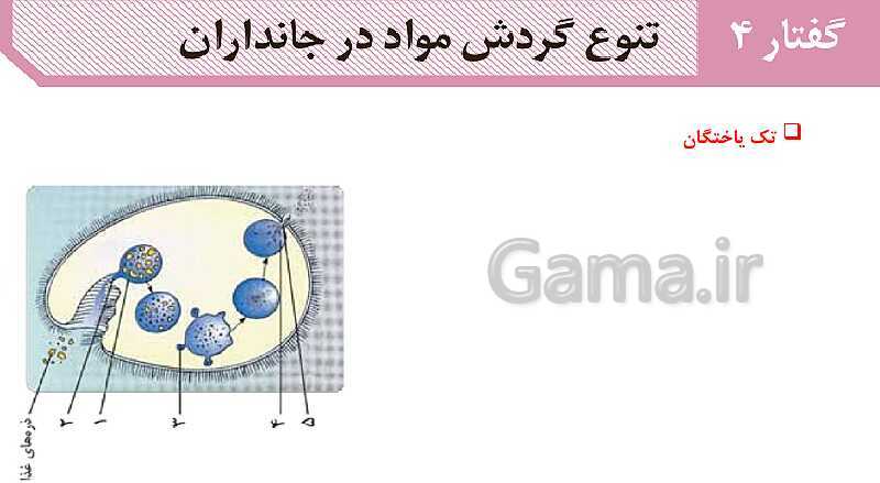 پاورپوینت گفتار 4 فصل 4 زیست دهم: تنوع گردش مواد در جانداران- پیش نمایش