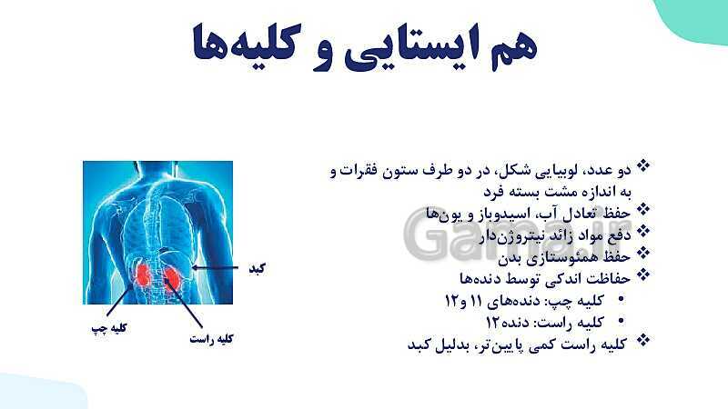 پاورپوینت گفتار 1 فصل 5 زیست دهم: هم ایستایی و کلیه ها- پیش نمایش