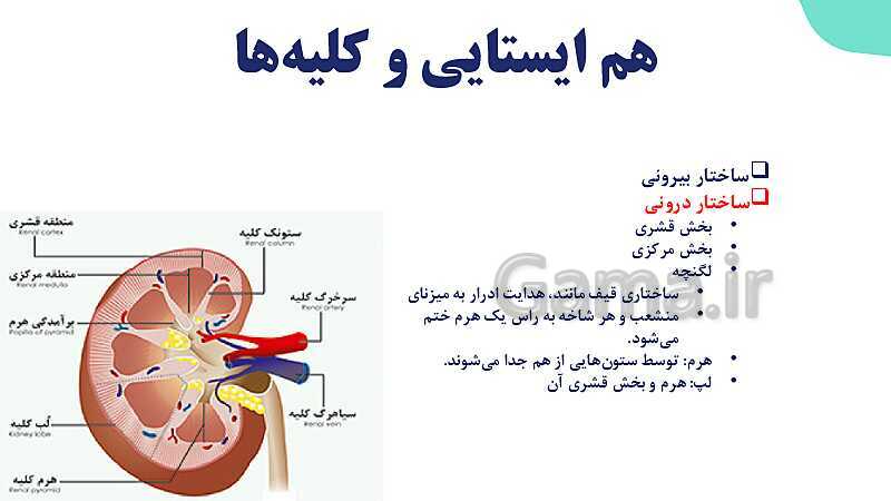 پاورپوینت گفتار 1 فصل 5 زیست دهم: هم ایستایی و کلیه ها- پیش نمایش